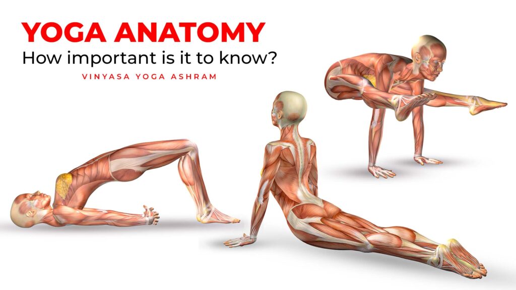 Yoga Anatomy – How important is it to know?